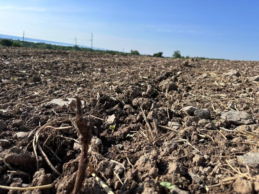 A close-up view of a plowed and dry soil field with small rocks and plant debris, under a clear blue sky.